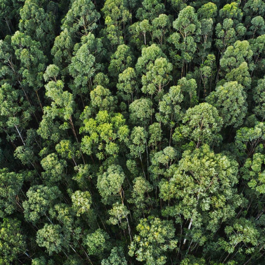 Trees from above 5 sustainable projects in Yorkshire blog post